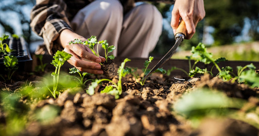 8 Plants That You Can Grow From Leaves