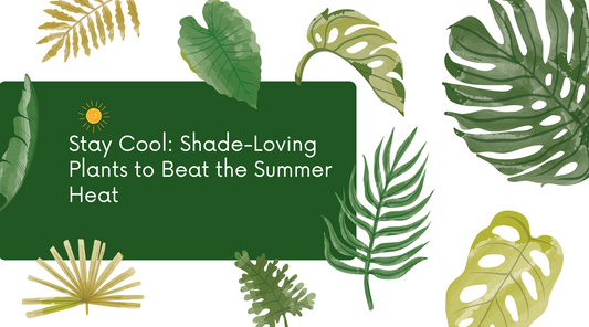 Stay Cool: Shade-Loving Plants to Beat the Summer Heat