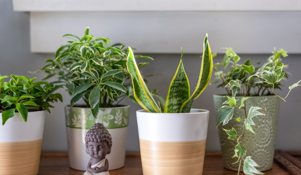 10 Vastu Plants For Your Home To Bring Luck And Charm ??? ManBhawan Nursery
