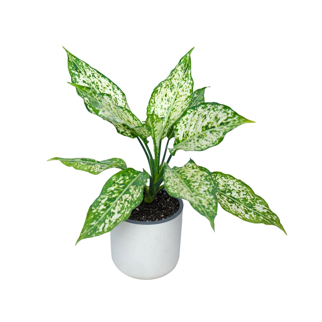 LORENZO - Self Watering Pot (5 Inch)