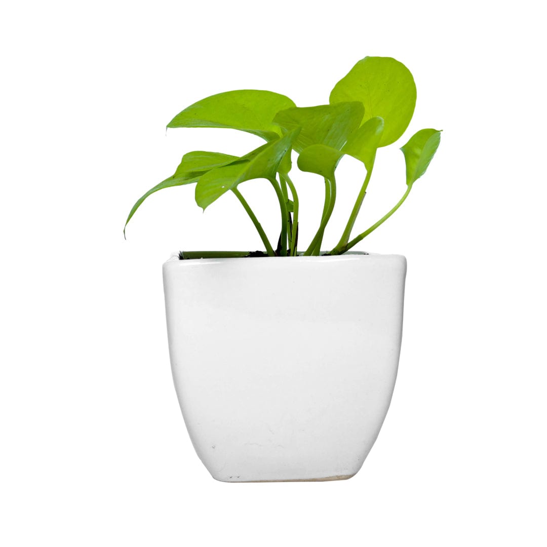 Money Plant Golden in Square Top Ceramic Pot