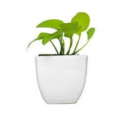 Money Plant Golden in Square Top Ceramic Pot
