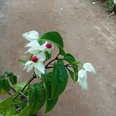 bleeding heart plant on sale, buy now creeper plant on sale, buy now online bleeding heart plant