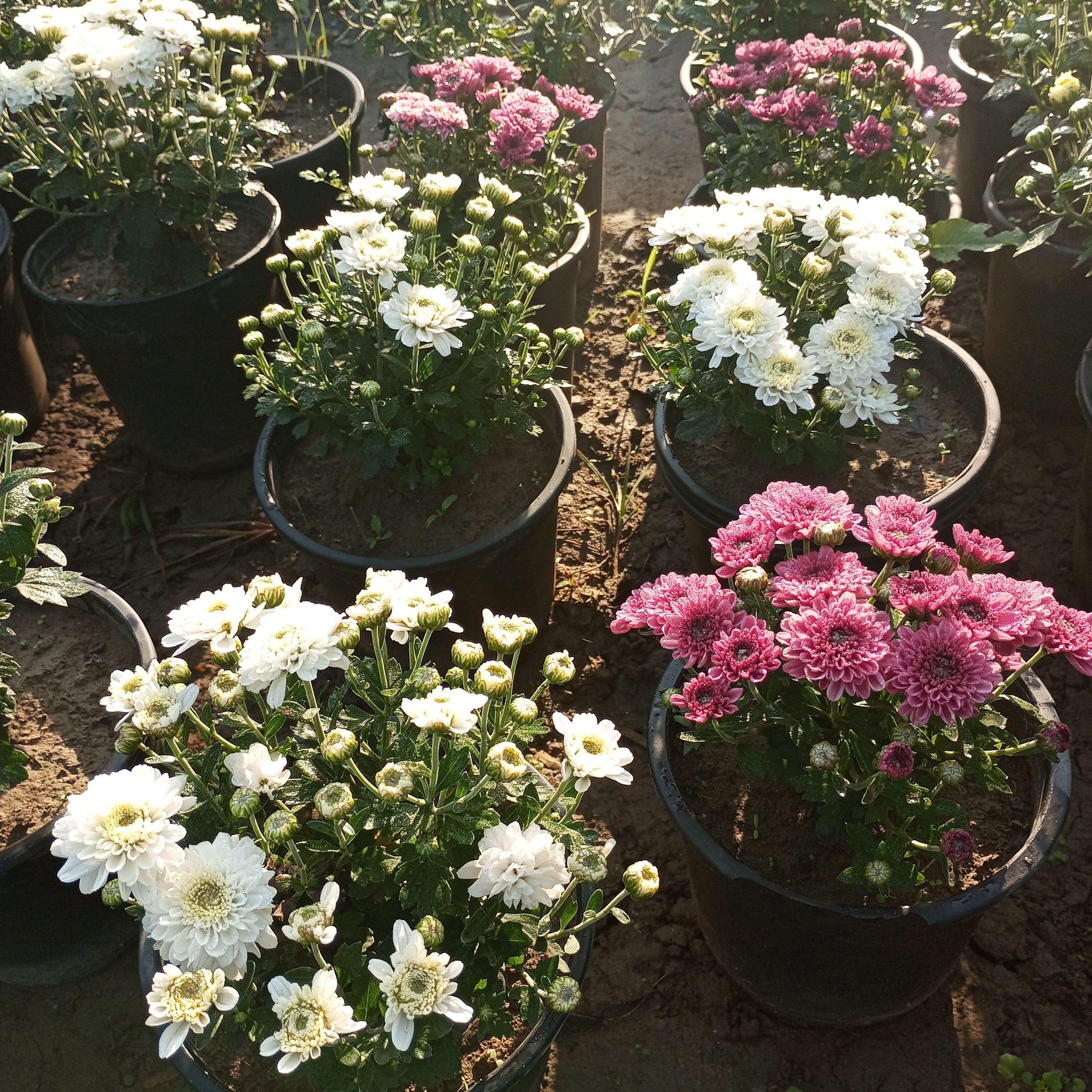 Guldavari Floral Beauty: Blooms of serenity