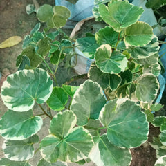 Buy Dinner Plate Aralia Plant Online - Elevate Your Indoor Greenery with Style, Online Shopping: Dinner Plate Aralia Plant - Exquisite Foliage for Your Living Space