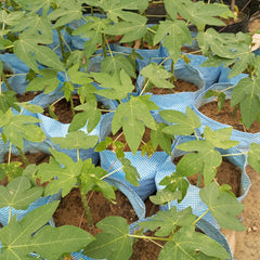 Papaya Plant