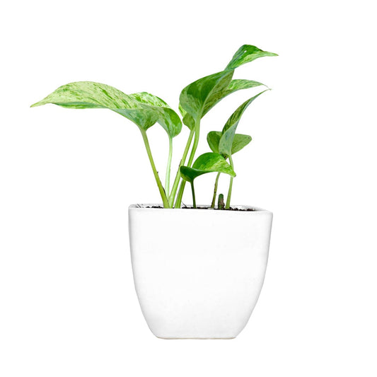 Money Plant Marble Queen in Square Top Ceramic Pot