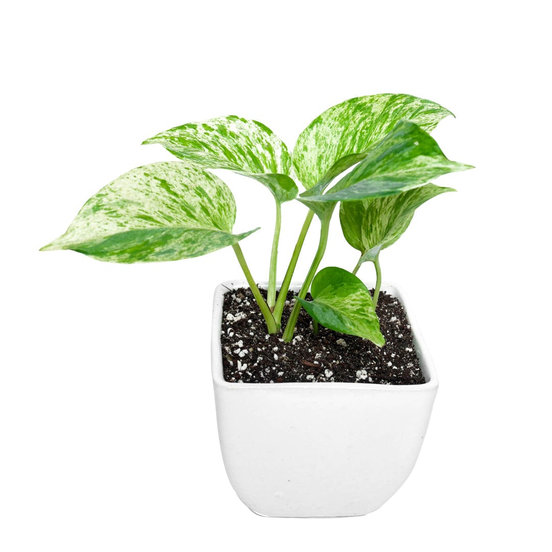 Money Plant Marble Queen in Square Top Ceramic Pot