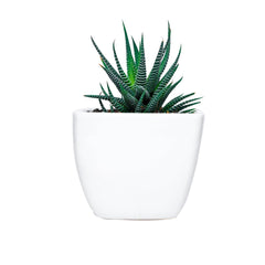Zebra Haworthia in Square Top Ceramic Pot