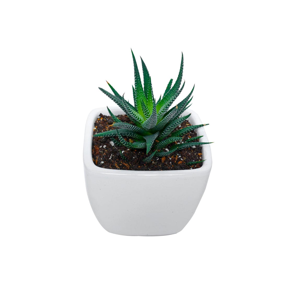 Zebra Haworthia in Square Top Ceramic Pot