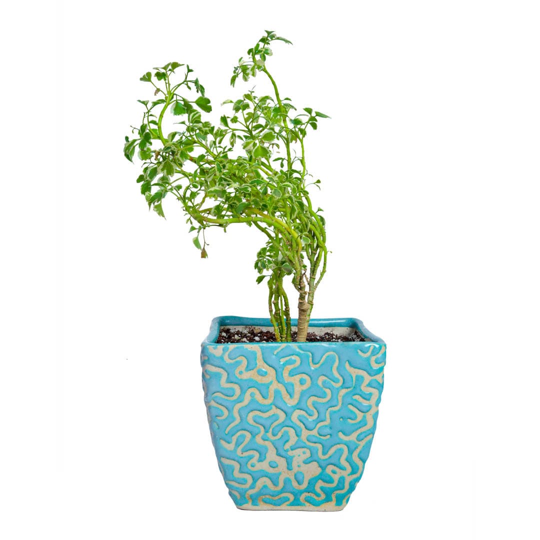 Square Bonsai Ceramic Pot