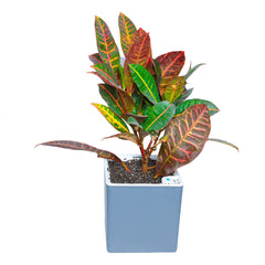 Elevate plant care with premium Columbus Self-watering, available online