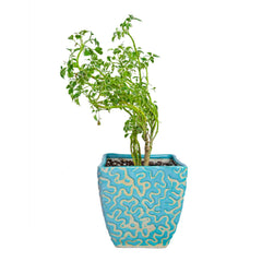 Variegated Mini White Aralia in Ceramic Pot