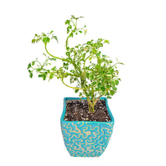 Variegated Mini White Aralia in Ceramic Pot