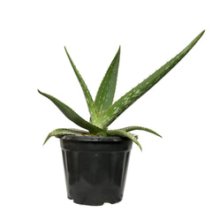 Aloe Vera Succulent with Pot 6 Inch Pot