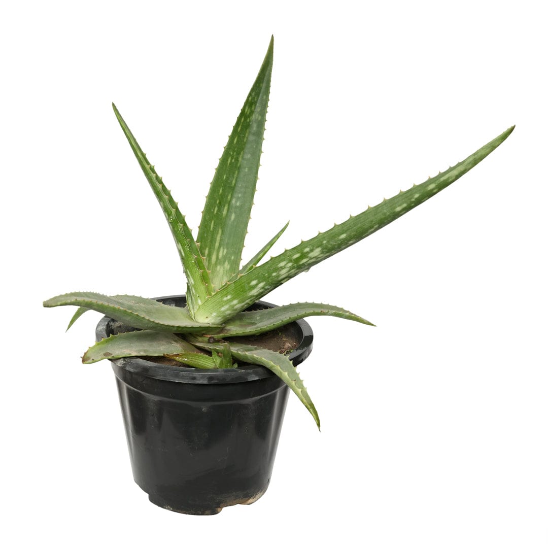 Aloe Vera Succulent with Pot 6 Inch Pot