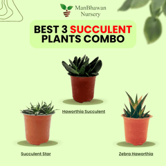 Best 3 Succulent Plant Combo - Succulent Star Zebra Haworthia & Haworthia Succulent