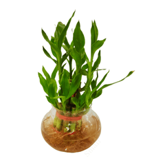 Lucky Feng Shui Plants Combo - Areca palm Jade Peace Lily Lucky Bamboo Plant