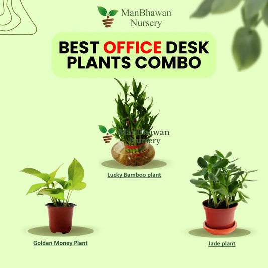 3 Best Office Table Combo - Golden Money Plant, Jade & Lucky Bamboo Plant
