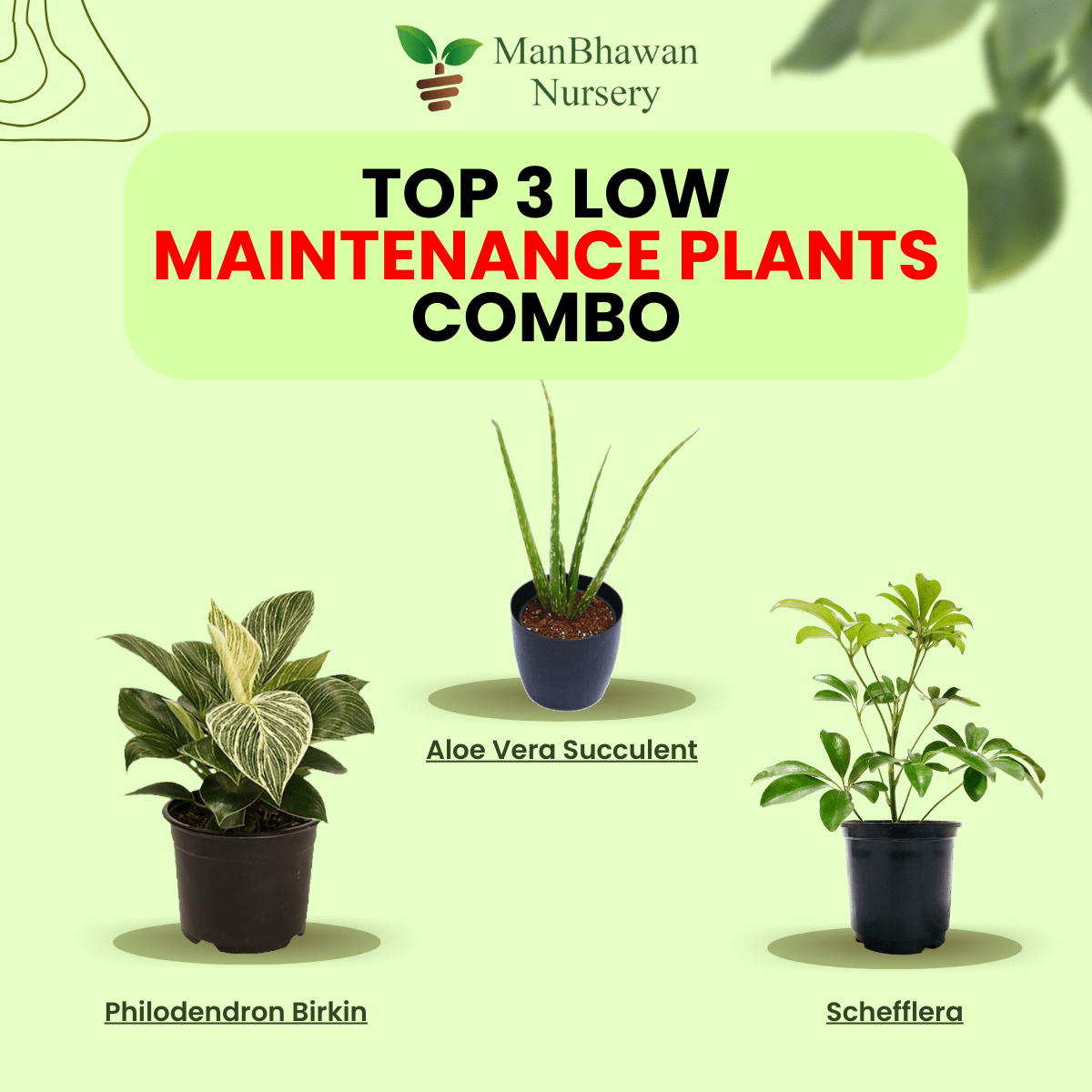Best 3 Low Maintenance Plant Combo - Philodendron Birkin Schefflera Aloe Vera Succulent