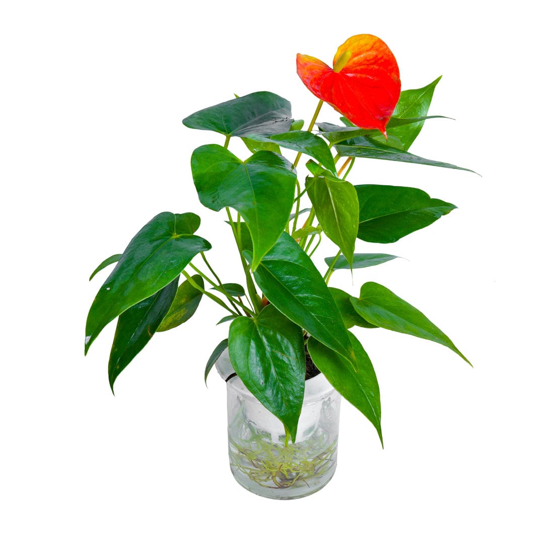 Water Plant Anthurium / Flamingo Lily