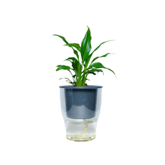 CLEAR POT - Transparent Watering Pot (5 Inch)