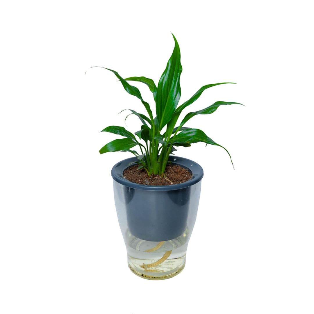 Peace Lily Plant Gift in Transparent Self Watering Pot Black