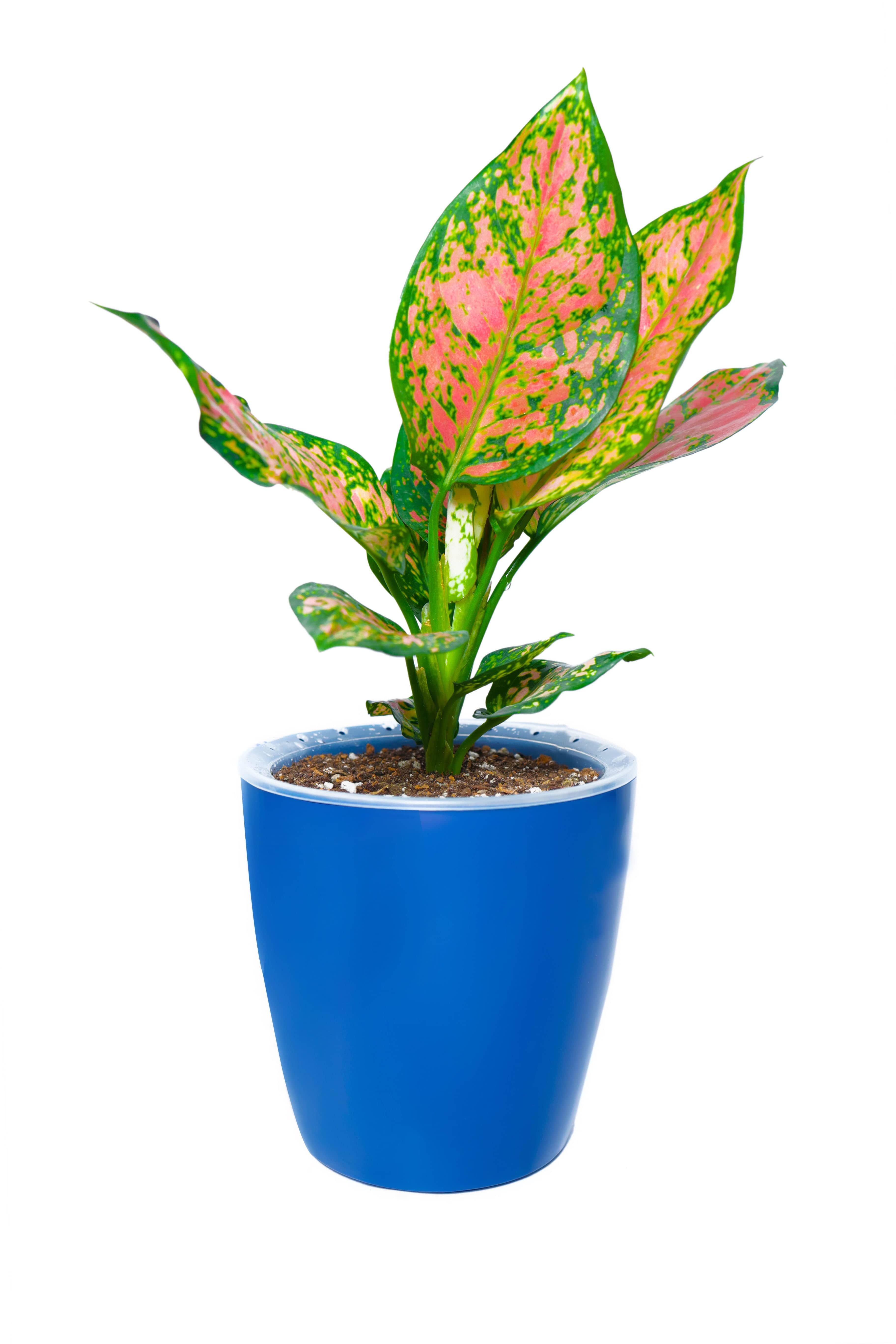 VISTARA - Self Watering Pot (4 Inch) Navy