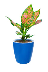 VISTARA - Self Watering Pot (4 Inch) Navy