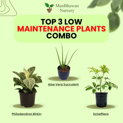 Best 3 Low Maintenance Plant Combo - Philodendron Birkin Schefflera Aloe Vera Succulent
