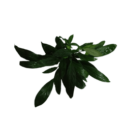 Water Plant Peace Lily