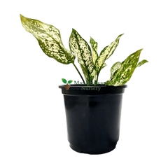 5 Best Air Purifying Plants Combo - Dieffenbachia Petra Croton Ficus Lyrata Aglaonema Peperomia