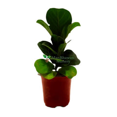 5 Best Air Purifying Plants Combo - Dieffenbachia Petra Croton Ficus Lyrata Aglaonema Peperomia