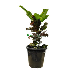 5 Best Air Purifying Plants Combo - Dieffenbachia Petra Croton Ficus Lyrata Aglaonema Peperomia