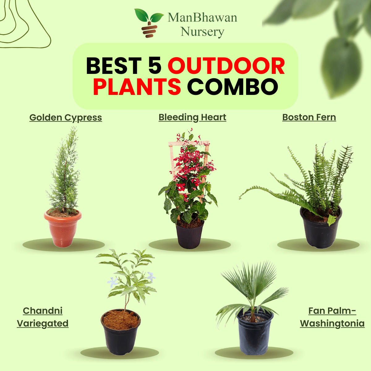 Best 5 Outdoor Plant Combo - Golden Cypress Bleeding Heart Boston Fern Fan Palm-Washingtonia Chandni Variegated