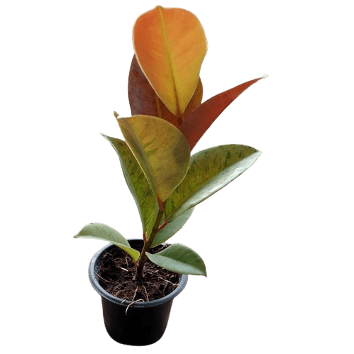 Rubber Plant Variegated