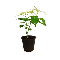 Poinsettia/Christmas Flower