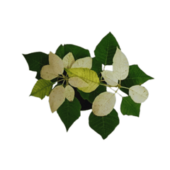 Poinsettia/Christmas Flower White