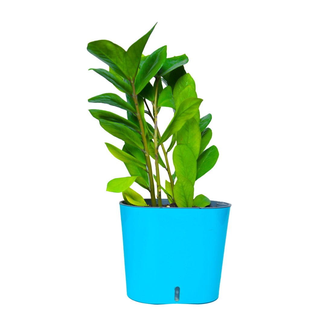 CAVENDER - Self Watering Pot (5 Inch)