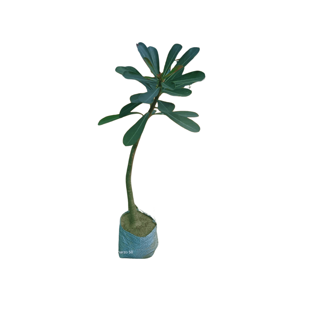 buy online adenium flower plant online