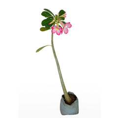 Adenium Flower