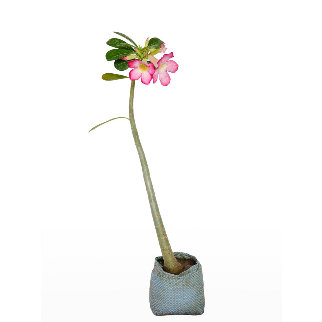 Adenium Flower