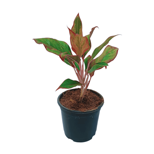 buy online aglaonema lipstic plants, best lipstick plant, best nursery me, plants nursery in noida