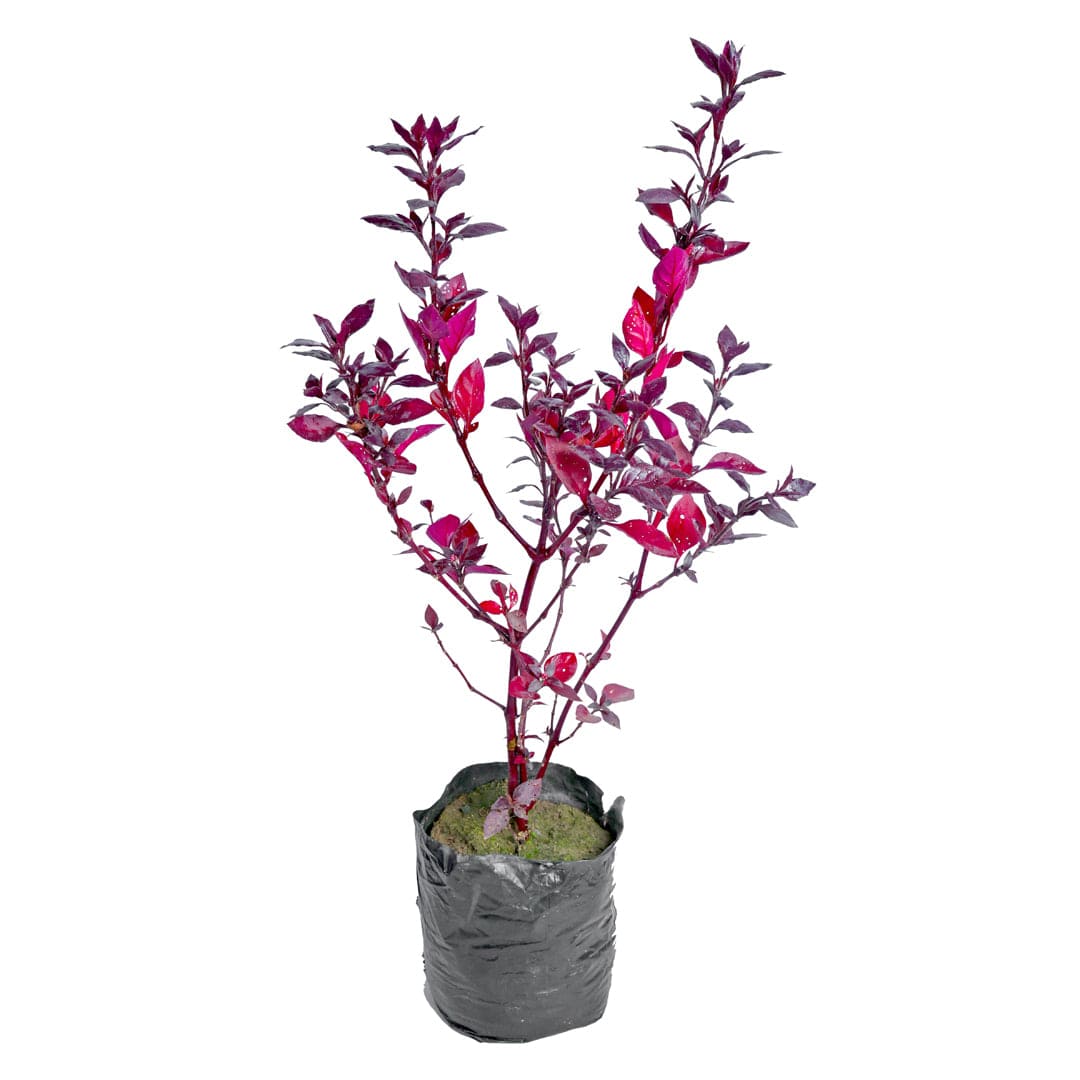 best indoor plants under 99, plants online under 59, best indoor plants, buy now indoor plants, plants under 100, new plants under 59