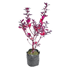 best indoor plants under 99, plants online under 59, best indoor plants, buy now indoor plants, plants under 100, new plants under 59