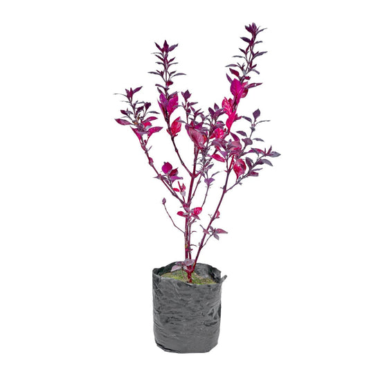 buy alenthera red plant online, new fresh red alenthera plant for home, indoor plants under 59, plants under 100, plants under 99