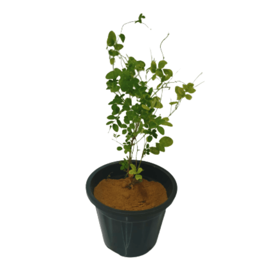 buy online aparajita plant, best plant store in noida, nursery in delhi, buy online plants