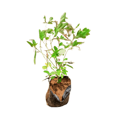 online plants store near me, best nursery near me, online plants store