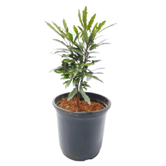 araliablack plant, best interior plants, buy online plants in delhi, noida nursery