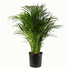 Lucky Feng Shui Plants Combo - Areca palm Jade Peace Lily Lucky Bamboo Plant